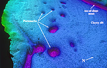 A 3d multibeam bathymetric image of the pockmark field