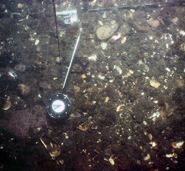 photograph of the Narrows seabed showing gravel and shells